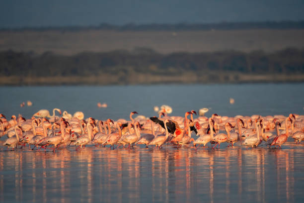 Explore Elementaita – Self-Drive Getaway