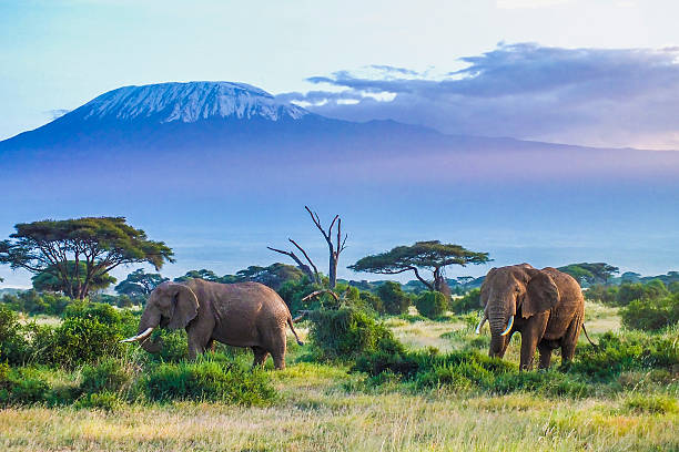 Amboseli high season (valid from 7th July - 31st July)